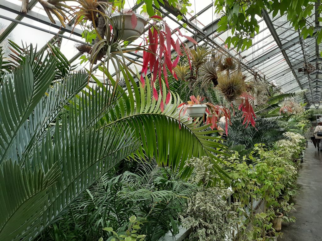 バナナワニ園の植物園