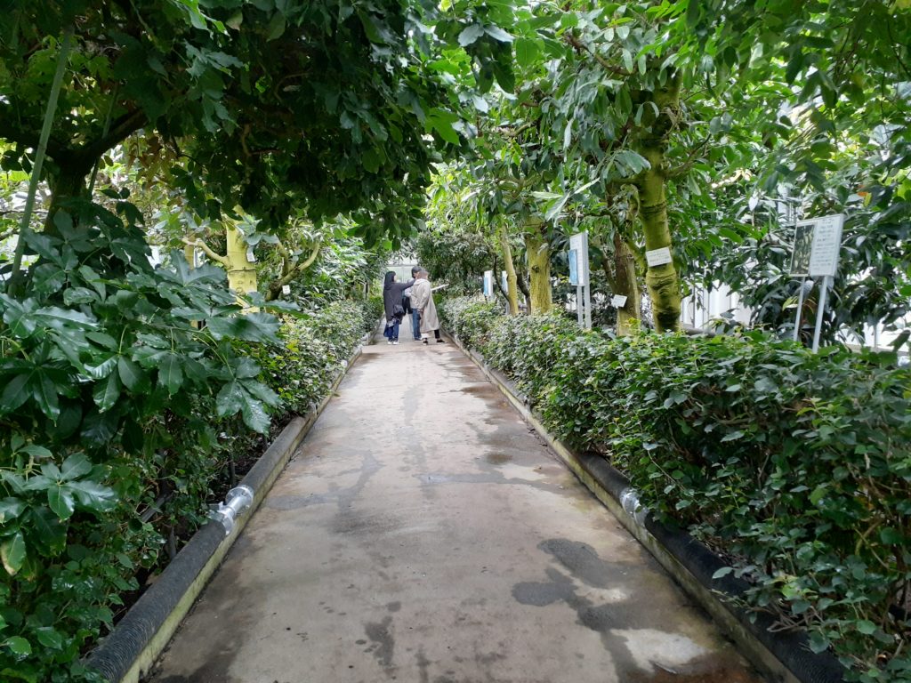 バナナワニ園の植物園