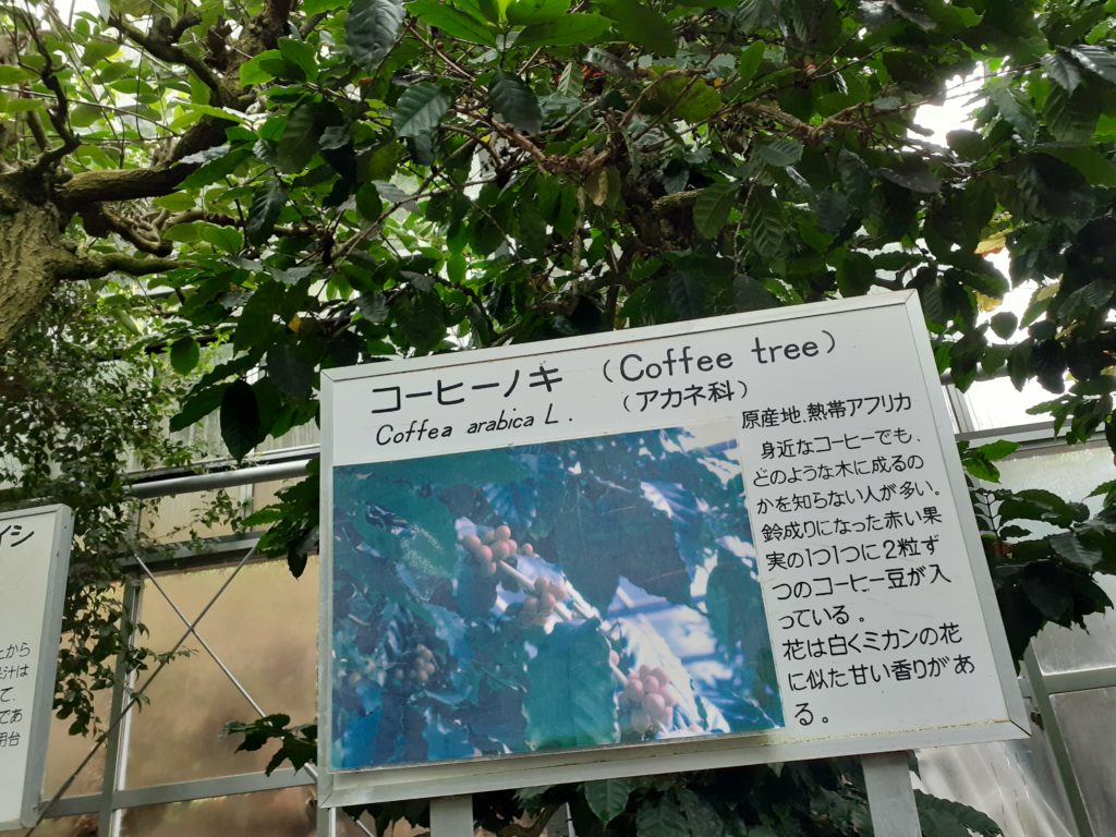 コーヒーノキ