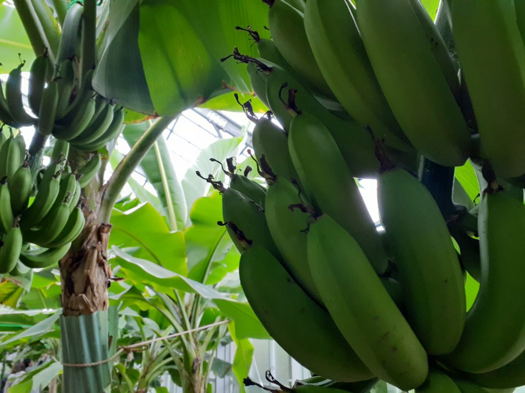 バナナワニ園のバナナ