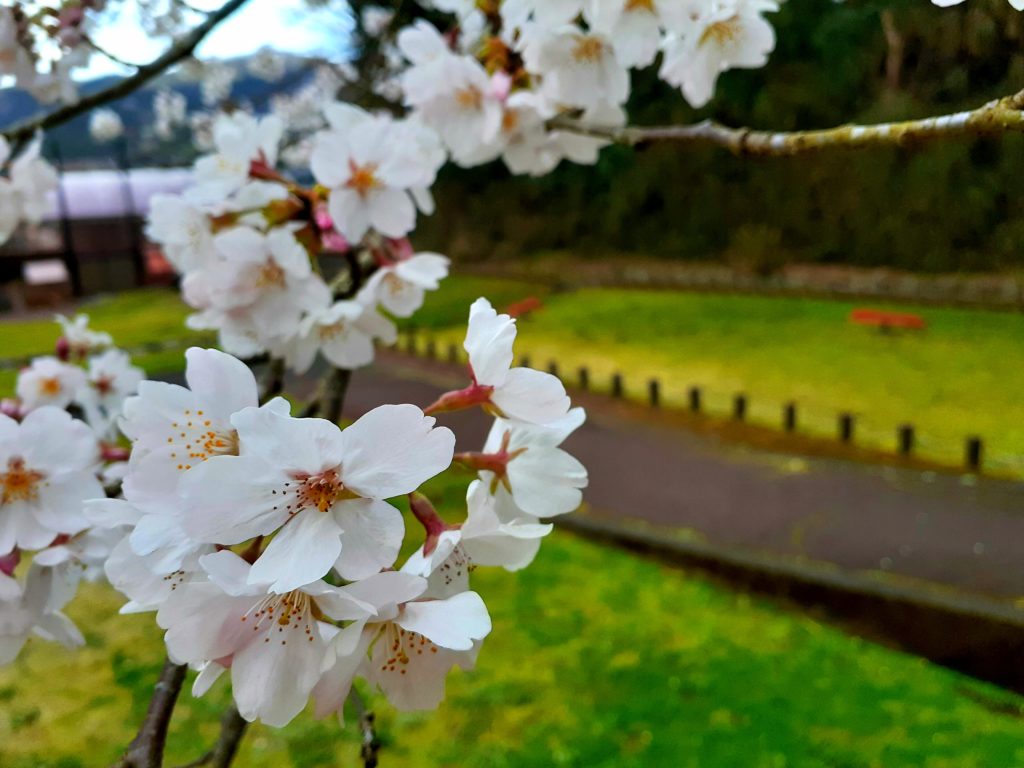 丹那断層公園の桜