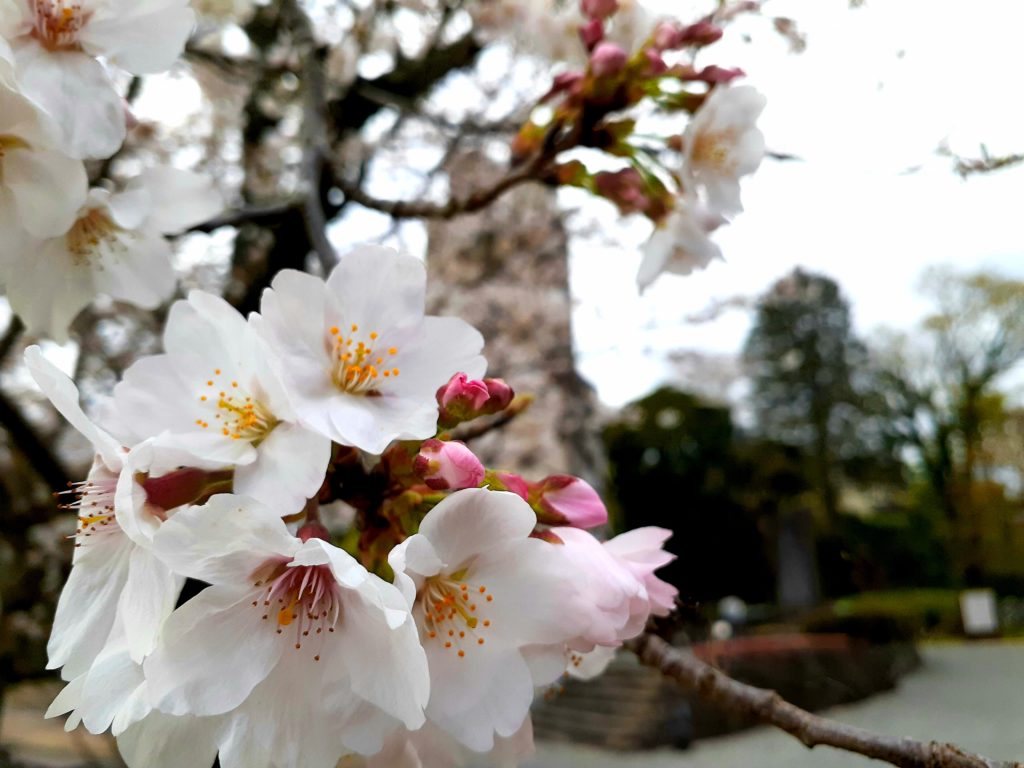 韮山反射炉の桜