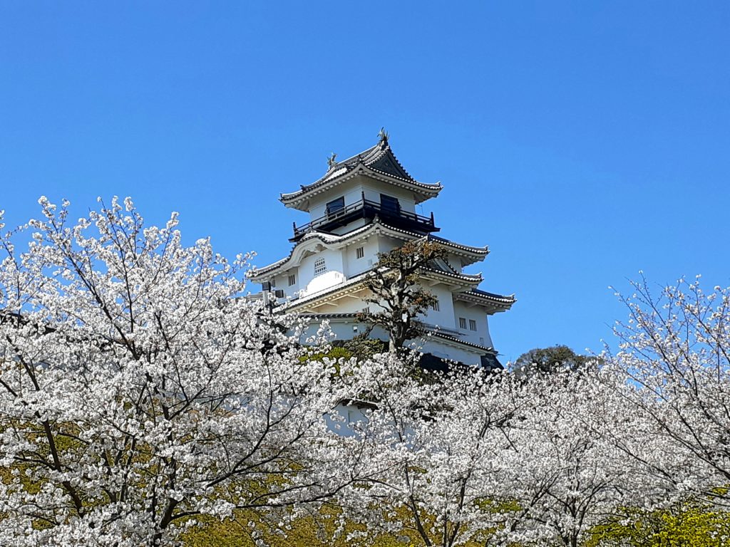 静岡の穴場観光スポット「掛川城の桜」