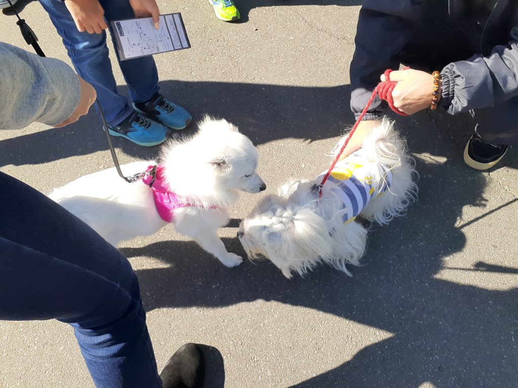 【ペット同伴観光】富士山白糸の滝は犬連れ旅行で犬と会う