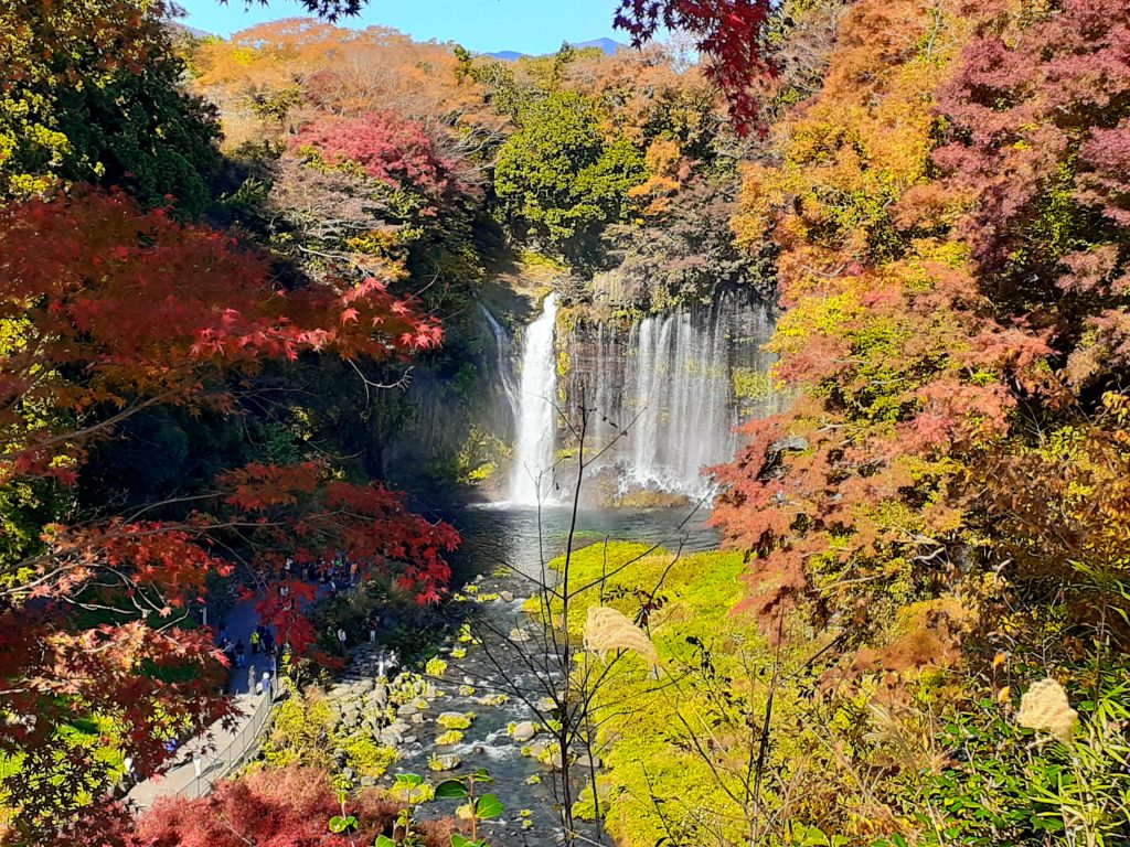 【ペット同伴観光】富士山白糸の滝で紅葉と虹を見る旅行