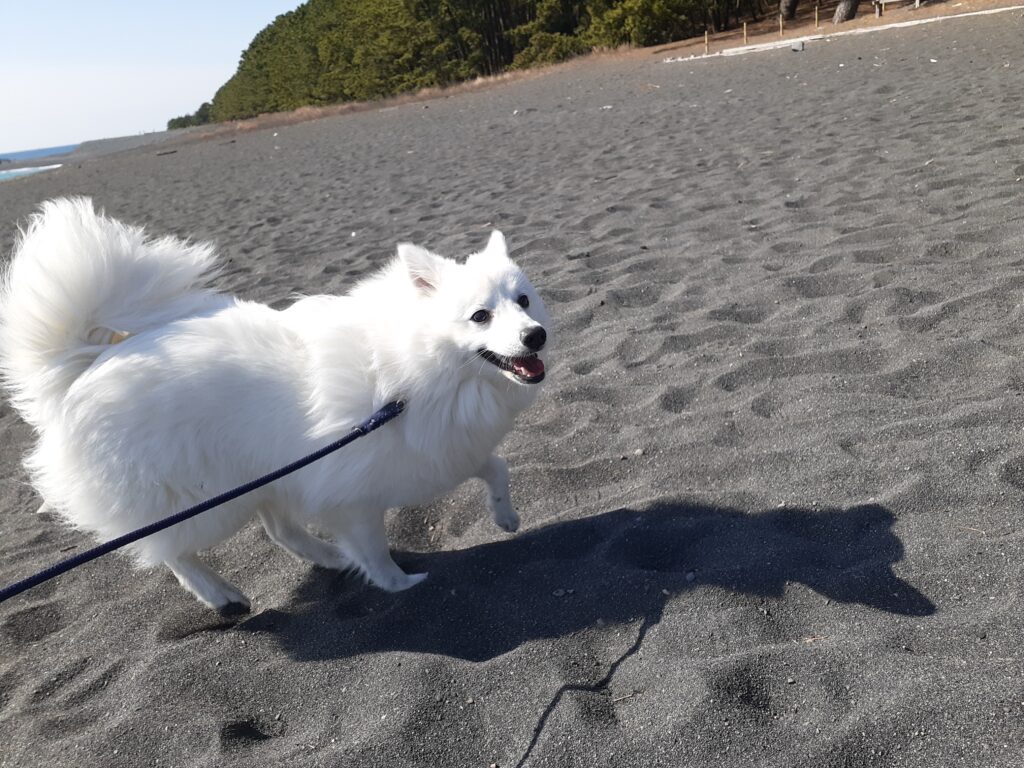 ペット連れ旅行！三保の松原で愛犬と楽しむ！砂浜を走る犬！