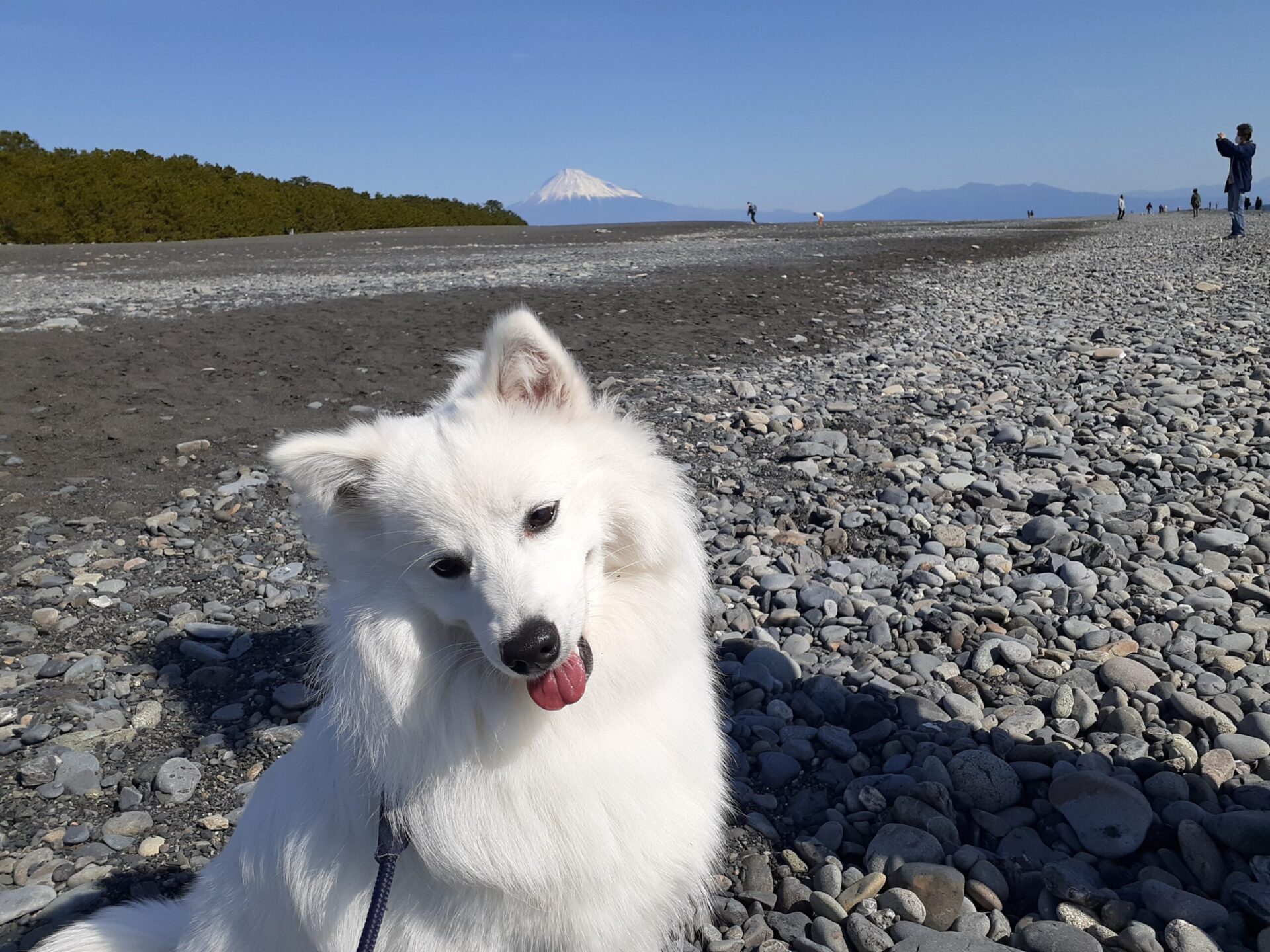 愛犬と三保の松原 ペットと世界遺産へお出かけ 静岡旅行