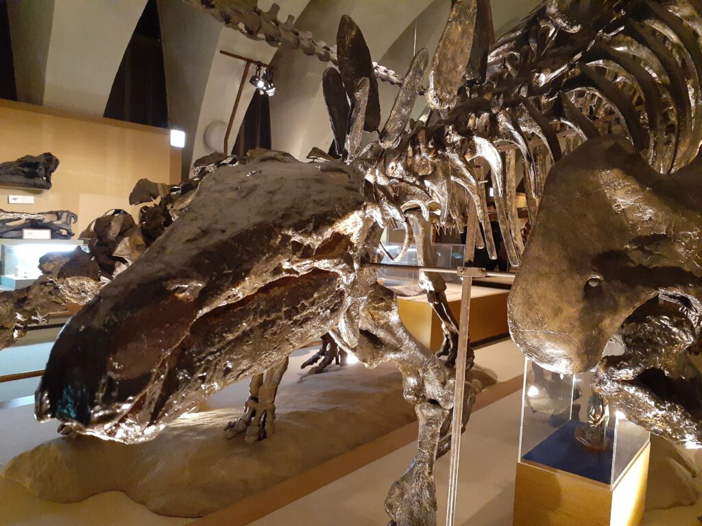 東海大学自然史博物館の恐竜！ステゴサウルス