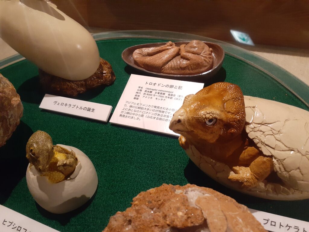 東海大学自然史博物館の恐竜！トロオドン