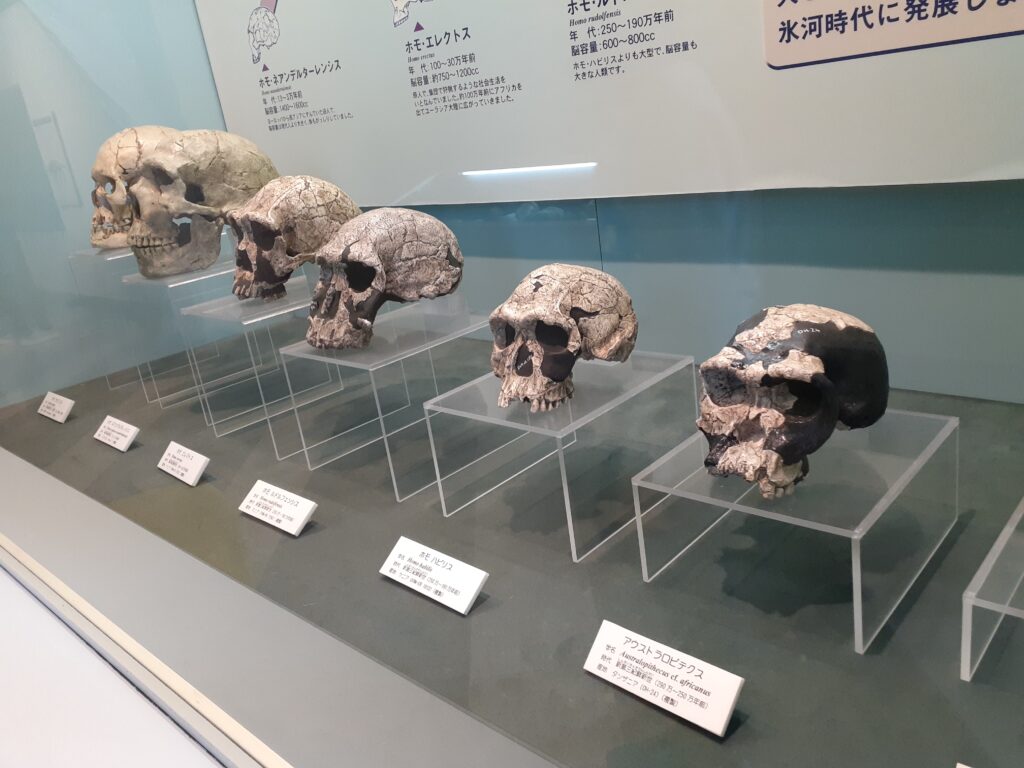 東海大学自然史博物館の頭蓋骨の展示