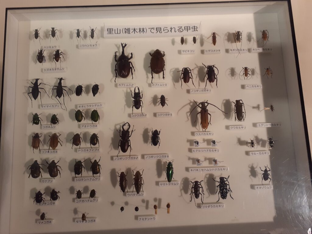東海大学自然史博物館　静岡で見られる昆虫