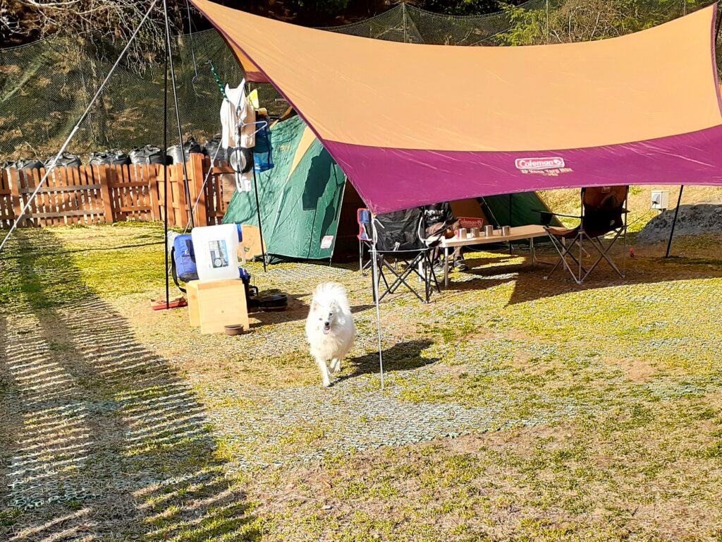 ウエストリバーオートキャンプ場のドッグランAサイトにキャンプ！