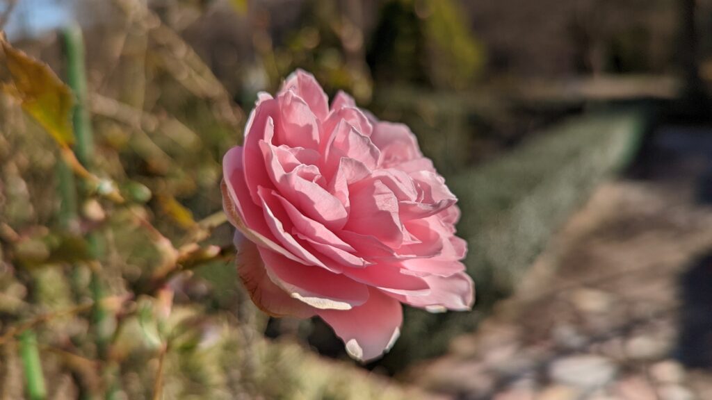 【フェアリーガーデン】バラの花を堪能！春がおすすめ！