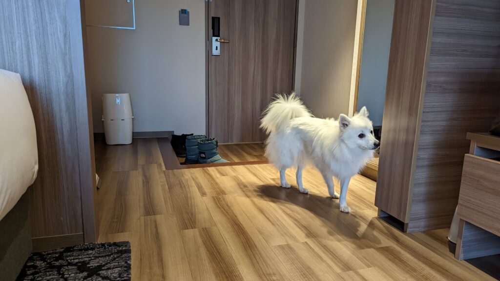 【愛犬と宿泊】ペット可の伊豆マリオットホテル修善寺の宿泊感想！部屋は自由に動き回れます。