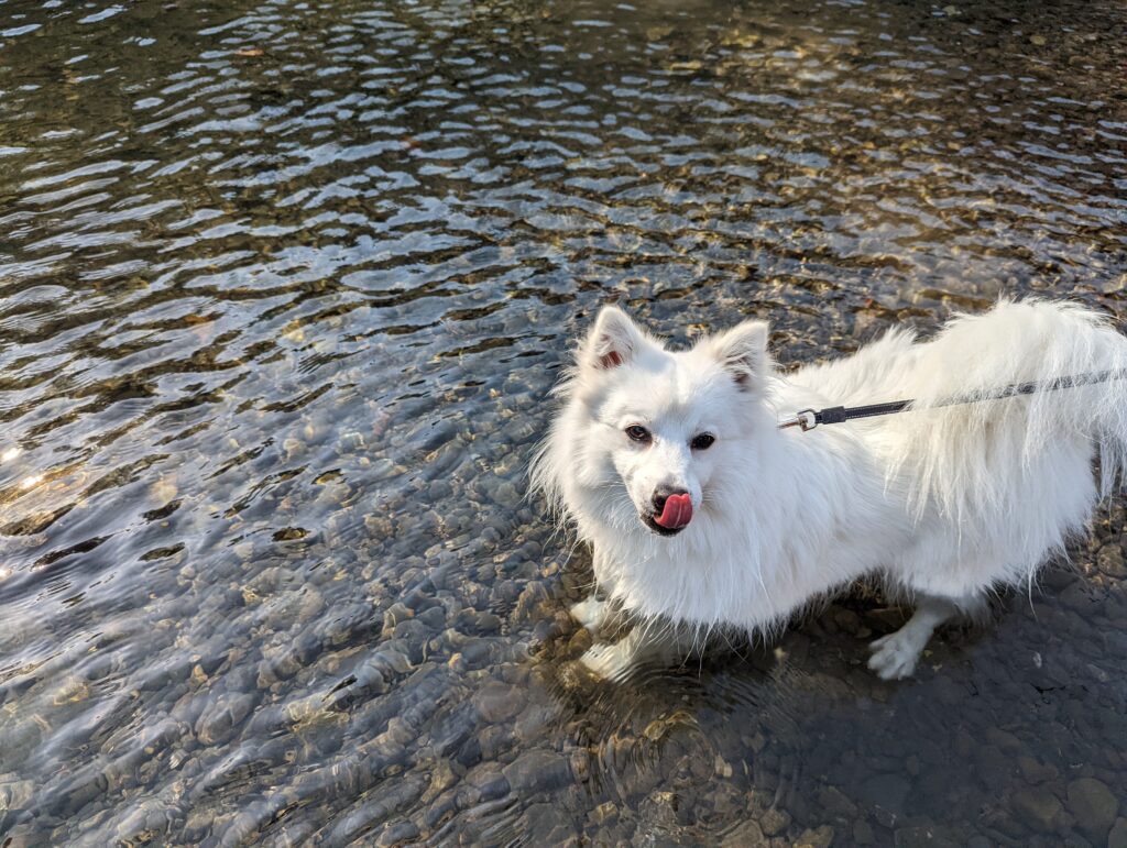 犬連れで楽しめる川遊び！日本スピッツ犬のLaLaも大喜び！