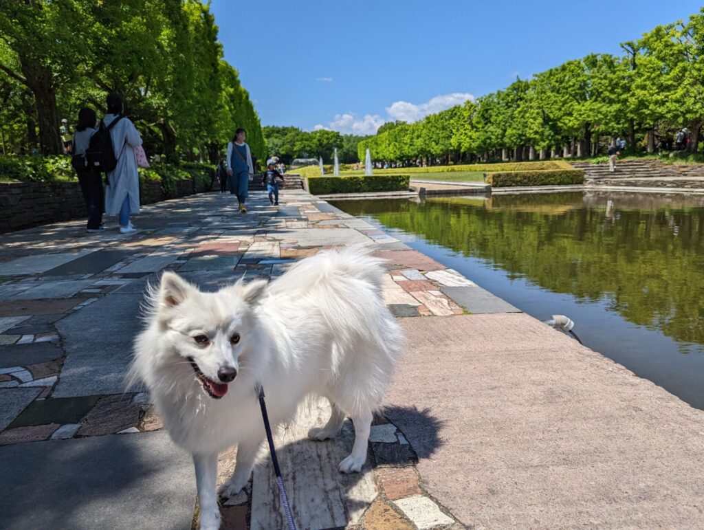 昭和記念公園　犬連れ散歩　噴水